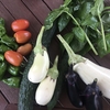 本日の収穫