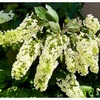 初夏の庭の植物たち