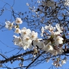 着物でお出かけ〜上野の桜見物