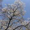 日田川開き観光祭 花火大会 ２０２３年 花火打ち上げ時間は？