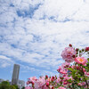 君は薔薇より美しい