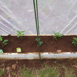 この夏はサントリー本気野菜を育て食らいたい。