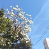 (巻四十三) そぞろ寒何か落して来たやうな(松島孝幸)