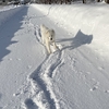 雪、雪、雪…