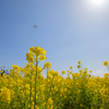 菜の花と飛行機。福岡で春の始まりを撮る