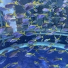 夏のデートにおすすめ！関西 水族館 átoa(アトア) 最高すぎました！