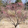 森林公園の梅