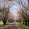 2017年、行く春になごりの桜