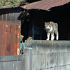 近隣繁華街のねこさん