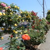美しく咲き誇る「春バラ」を求めて近隣散策（７）