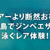  ツアーより断然お得！セブ島でジンベエザメと泳ぐレア体験！