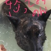 甲斐犬サンの拗ねる時〜♬  の巻〜(๑•́ ₃ •̀๑)ブー！