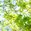 夏へ向かう 春のグリーンたち　グリーンが増す季節 春☆彡