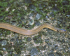 高貴なヘビ「タカチホヘビ」