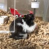 くろごまあん521日目