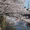 桜だより～桜土手　