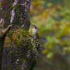 Japanese green woodpecker