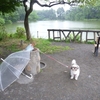 鬱陶しいこの梅雨も　🌂・楽しもうと思うね　🐕