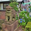 アジサイってかわいいよなって／東京都文京区白山神社にて