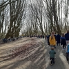 オランダの桜、満開になりましたが・・・