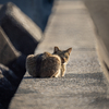 地元漁港のねこさん