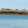 袖ケ浦公園の八重桜