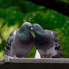 鳥見休みの番外編　鳩(HATO)Love couple