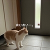 雨田甘夏、きょとんです。【猫と興味と外出事情】