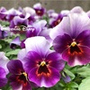 ＊花盛りのビオラ ぶどうももか♡＆チューリップの大壁♪＊