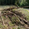 竹林化した土地の再生ー古い竹の処分ー