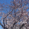 桜　生け花