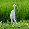 ハルジオンの花の中のダイサギ
