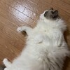 雨だけど活発ふくちゃん