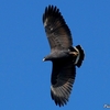 ベリーズ　自宅上空を舞う鳥たち　コモンブラックホーク他 