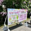大通公園ではただいま2024さっぽろライラックまつりが開催中です