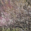 根岸森林公園へ