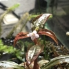 サンフランシスコイレシーヌ　Aciotis acuminiflora