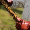 Know About Africa Honey Exporters, Cultivators, And Suppliers