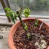 薔薇のことばかり考えてしまう。。