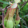 【食虫植物】ネペンテス アラータ