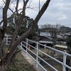 公民館の桜の木問題、解決！