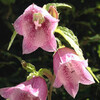 (140) Campanula punctata