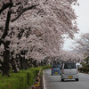 カブで秦野の桜を観に行った