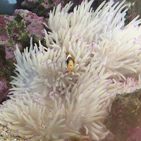 シライトイソギンチャクが元気がなく縮み込んでしまいました クマノミから始めた海水魚飼育