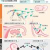 活性酸素の事。