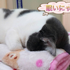 迷子？猫ちゃん→里親様募集①※5/29里親様決定しました！