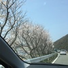 円山川沿いは桜が満開！