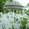 七北田公園のツツジ