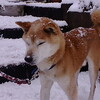 今年も今日でおわり