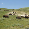 Bison: A Symbol of the American West